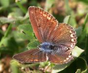 Polyommatus icarus