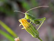 Nimfa mascle de Llagosta verda (Tettigonia viridissima)