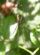 Tetragnatha extensa