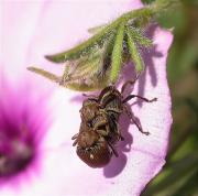 "Ménage à trois" de corcs