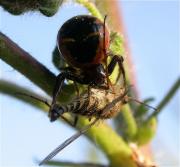 Synaema globosum amb presa capturada