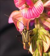 Hadrodemus m-flavum