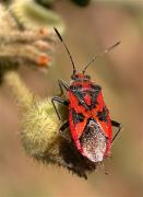 Corizus hyoscyami