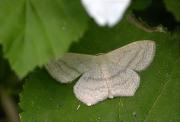 Scopula nigropunctata