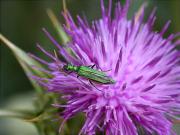 Femella d'Oedemera nobilis