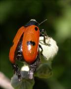 Clytra quadripunctata