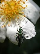 Mascle d'Oedemera nobilis