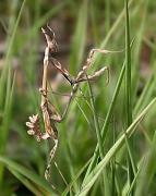 Empusa pennata