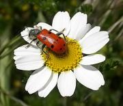 Trichodes octopunctatus