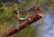 Còpula de Sympetrum striolatum.