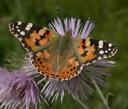 Papallona dels cards (Vanessa cardui)