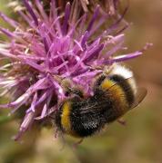 Borinot (Bombus terrestris)