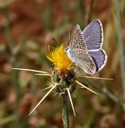 Identificació dubtosa