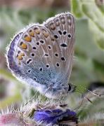 Polyommatus (Polyommatus) andronicus ?