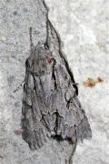 Acronicta tridens en mol mal estat