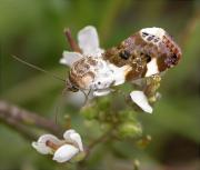 Acontia lucida 2/2