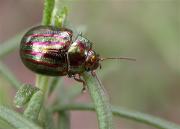 Escarabat del romaní (Chrysolina americana)