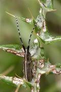 Agapanthia cardui 2/2