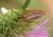 Carpocoris fuscispinus