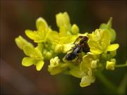 Synaema globosum amb himenòpter capturat