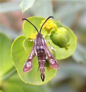 Chamaesphecia tenthrediniformis