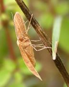 Idaea ochrata 2/2