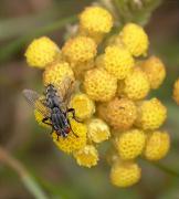 Sarcophaga carnaria