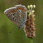 Polyommatus andronicus