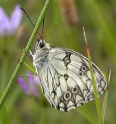 Melanargia lachesis 1/2