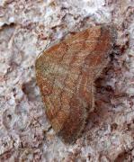 Scopula (Scopula) rubiginata