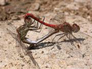 Còpula de Sympetrum striolatum