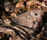 Hipparchia (Pseudotergumia) fidia o statilinus