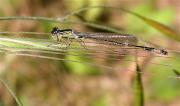 Espiadimonis (Ischnura sp.)