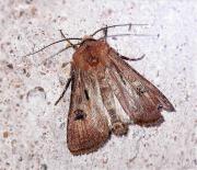 Agrotis exclamationis