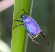 Hoplia coerulea