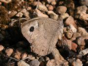 Hipparchia statilinus