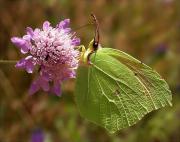 Cleòpatra (Gonepteryx cleopatra)