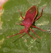 Gonocerus insidiator