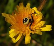 Synaema globosum