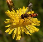 Episyrphus balteatus