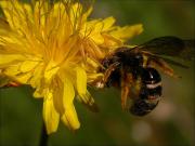 Thomisus onustus amb presa capturada 1/2