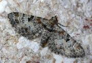 Eupithecia sp.