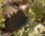 Satyrium esculi