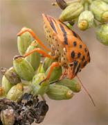 Graphosoma semipunctatum