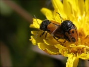 Còpula de Cryptocephalus rugicollis