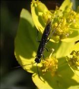 Membre de la família dels Cephidae