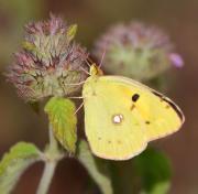 Colias crocea