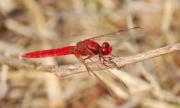 Crocothemis erythraea