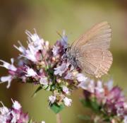 Satyrium esculi