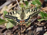 Papilio machaon (Macaó)